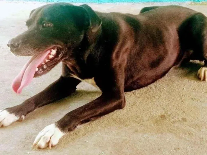 Cachorro ra a Pit-Bull idade 3 anos nome Tyson