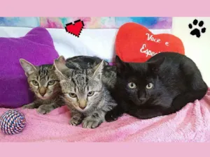Gato raça Sem raça definida  idade 2 a 6 meses nome Gatinhas fêmeas 