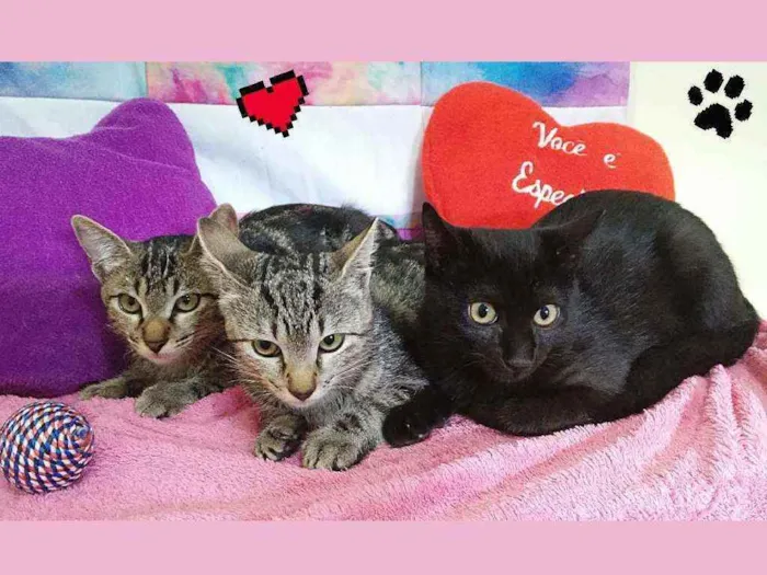 Gato ra a Sem raça definida  idade 2 a 6 meses nome Gatinhas fêmeas 