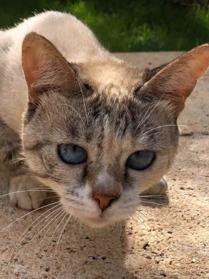 Gato ra a Vira-Lata idade 1 ano nome Sem nome