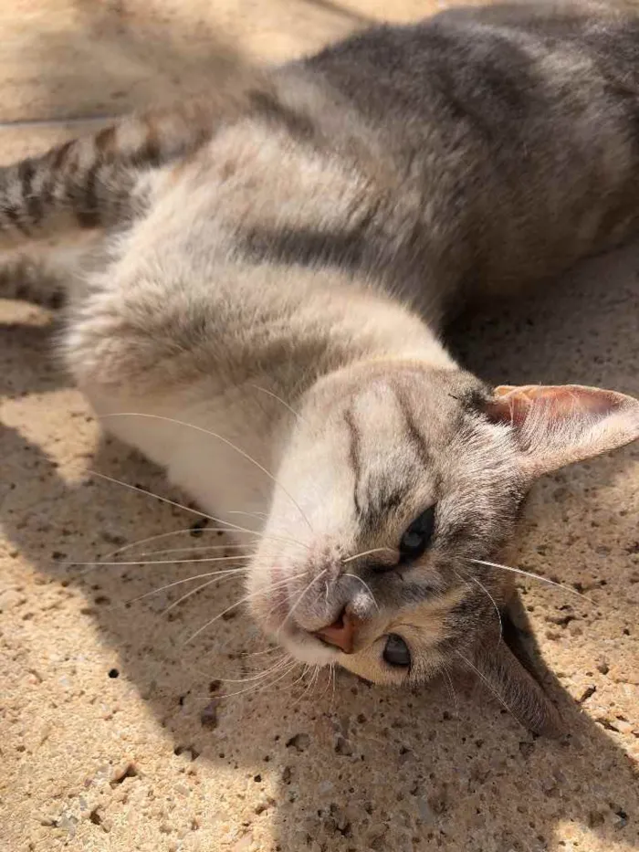 Gato ra a Vira-Lata idade 1 ano nome Sem nome