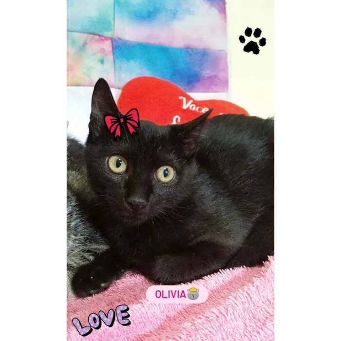 Gato ra a Sem raça definida  idade 2 a 6 meses nome Gatinhas fêmeas 