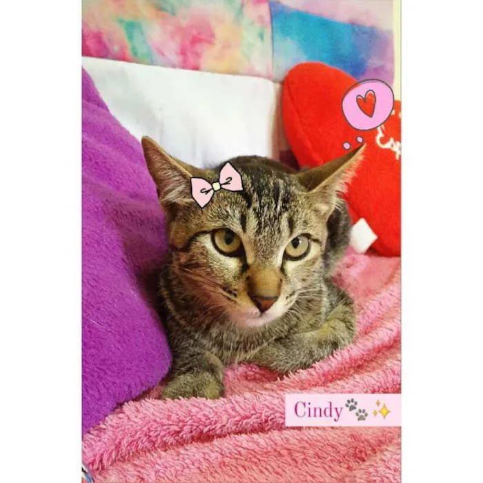 Gato ra a Sem raça definida  idade 2 a 6 meses nome Gatinhas fêmeas 