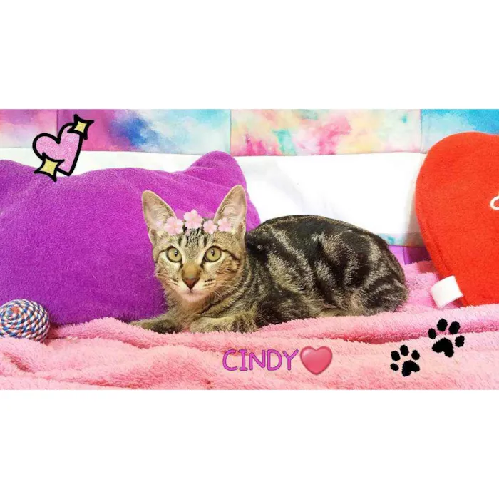 Gato ra a Sem raça definida  idade 2 a 6 meses nome Gatinhas fêmeas 