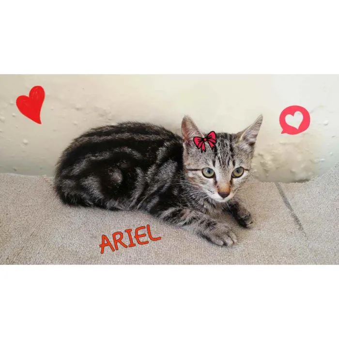 Gato ra a Sem raça definida  idade 2 a 6 meses nome Gatinhas fêmeas 