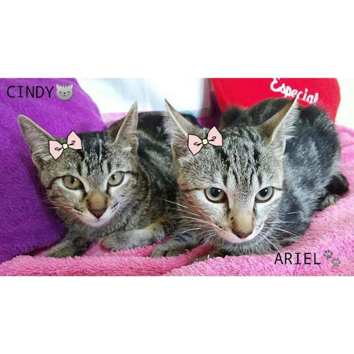 Gato ra a Sem raça definida  idade 2 a 6 meses nome Gatinhas fêmeas 