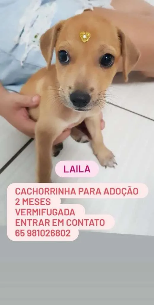 Cachorro raça SRD-ViraLata idade Abaixo de 2 meses nome LAILA