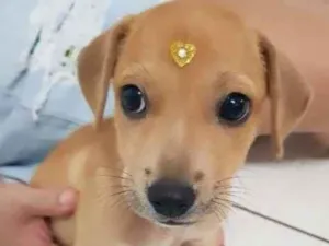 Cachorro raça SRD-ViraLata idade Abaixo de 2 meses nome LAILA