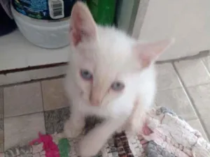 Gato raça Raça não identificada  idade 2 a 6 meses nome Baby 2