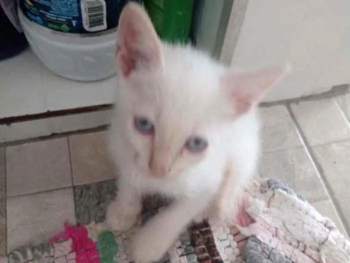 Gato ra a Raça não identificada  idade 2 a 6 meses nome Baby 2