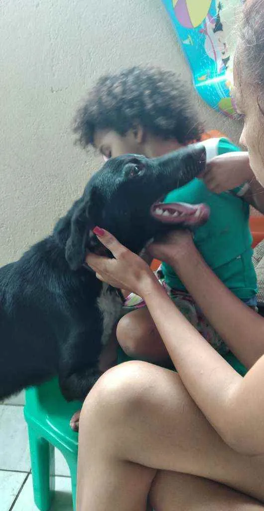 Cachorro ra a Vira lata  idade 7 a 11 meses nome Apollo