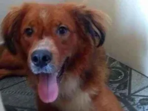 Cachorro raça Vira Lata idade 1 ano nome Thor