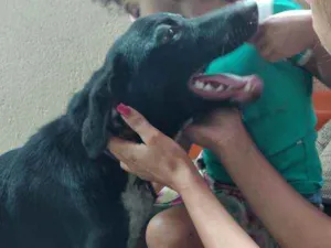 Cachorro raça Vira lata  idade 7 a 11 meses nome Apollo