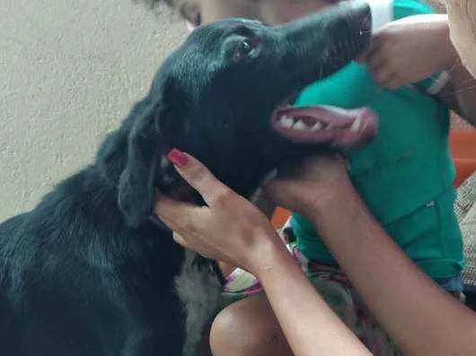 Cachorro ra a Vira lata  idade 7 a 11 meses nome Apollo