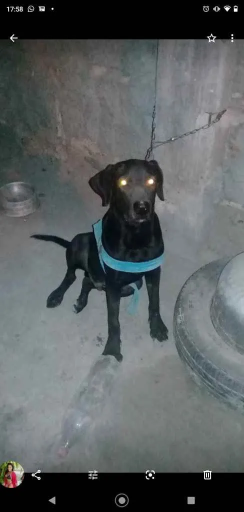 Cachorro ra a Labrador idade 2 anos nome Hulk