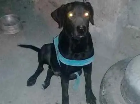 Cachorro ra a Labrador idade 2 anos nome Hulk