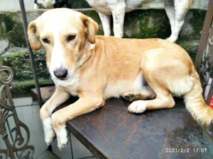 Cachorro raça Vira lata  idade 3 anos nome Menina