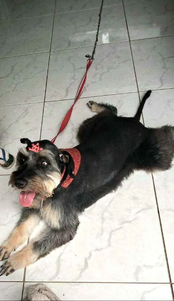 Cachorro raça  idade 1 ano nome Millie 