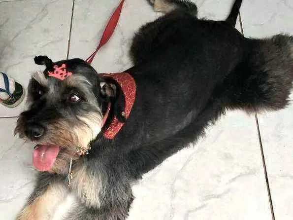 Cachorro raça  idade 1 ano nome Millie 