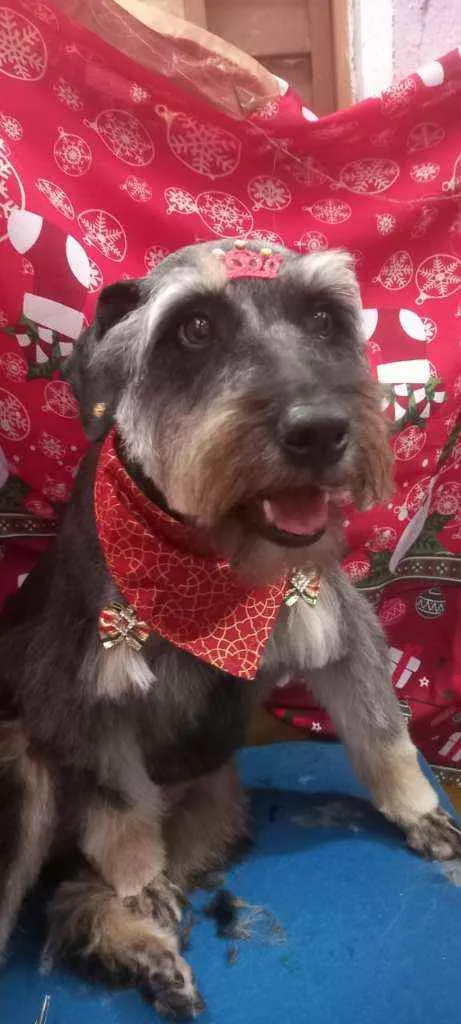 Cachorro raça  idade 1 ano nome Millie 