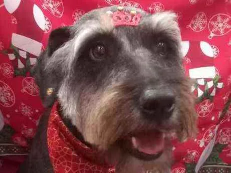 Cachorro raça  idade 1 ano nome Millie 