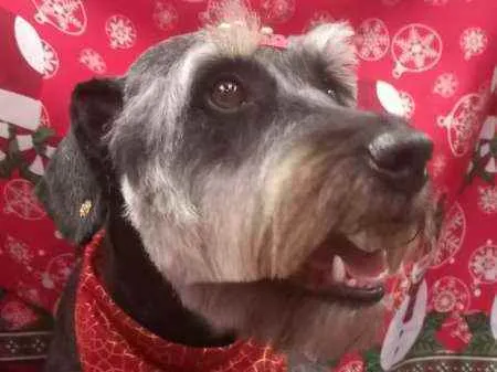 Cachorro raça  idade 1 ano nome Millie 