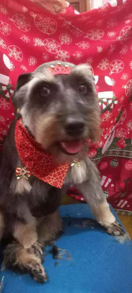 Cachorro raça  idade 1 ano nome Millie 