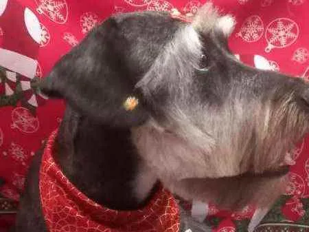 Cachorro raça  idade 1 ano nome Millie 