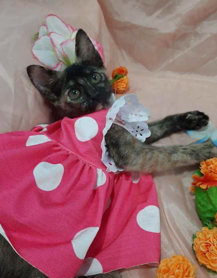 Gato ra a SEM RAÇA DEFINIDA.  idade 2 anos nome SEM NOME.