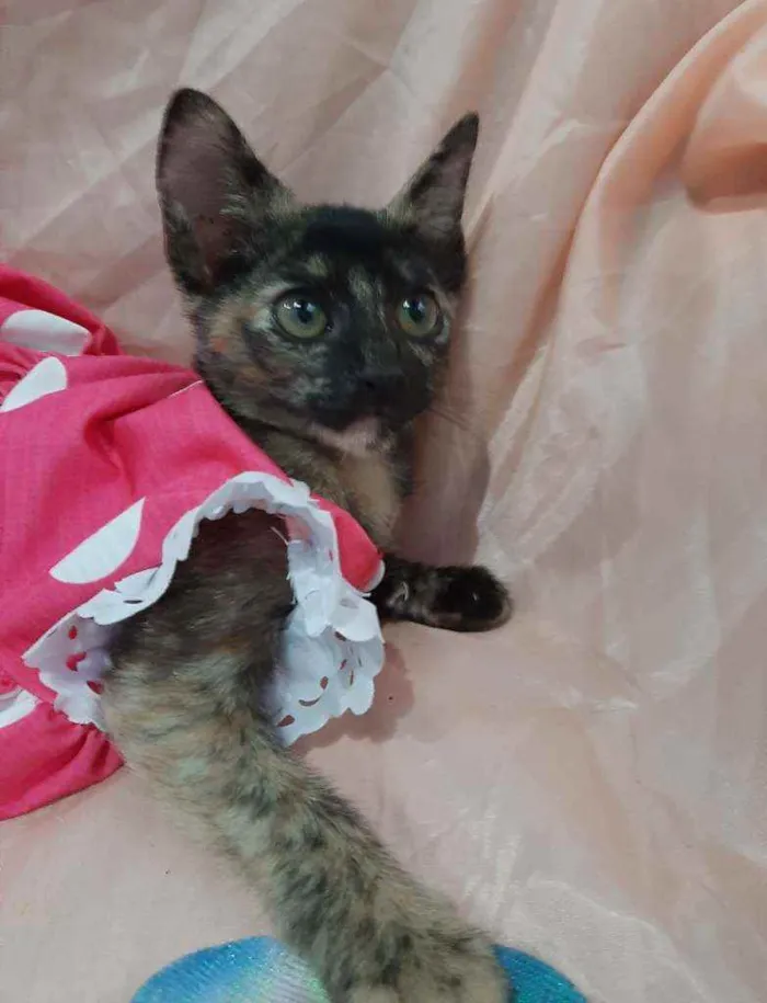 Gato ra a SEM RAÇA DEFINIDA.  idade 2 anos nome SEM NOME.