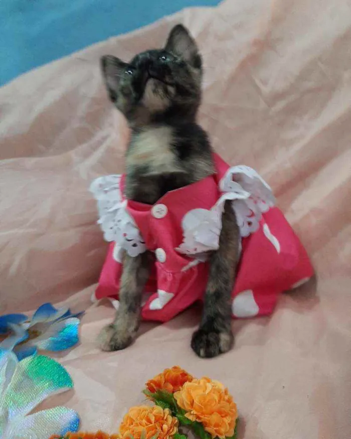 Gato ra a SEM RAÇA DEFINIDA.  idade 2 anos nome SEM NOME.