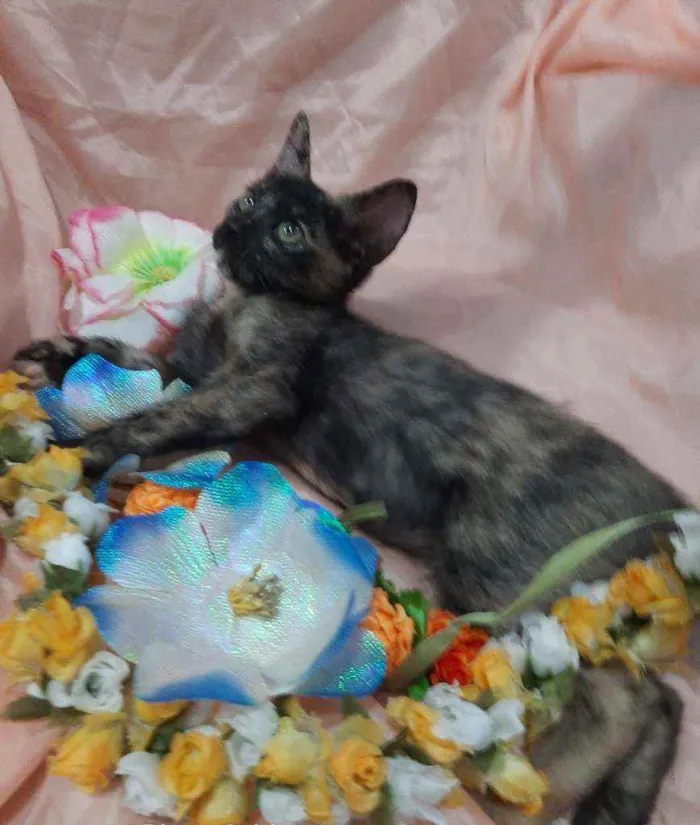Gato ra a SEM RAÇA DEFINIDA.  idade 2 anos nome SEM NOME.