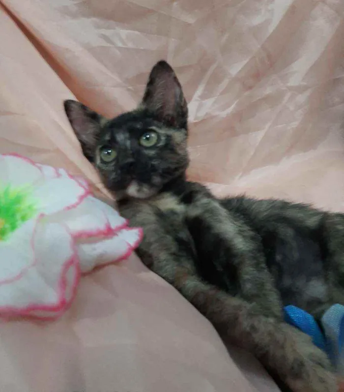 Gato ra a SEM RAÇA DEFINIDA.  idade 2 anos nome SEM NOME.