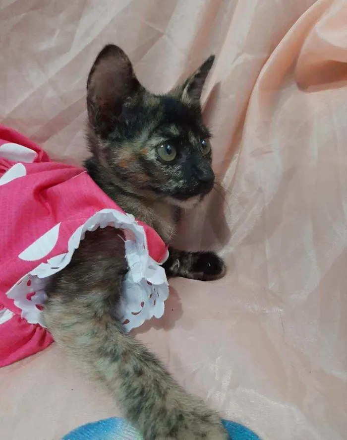 Gato ra a SEM RAÇA DEFINIDA.  idade 2 anos nome SEM NOME.