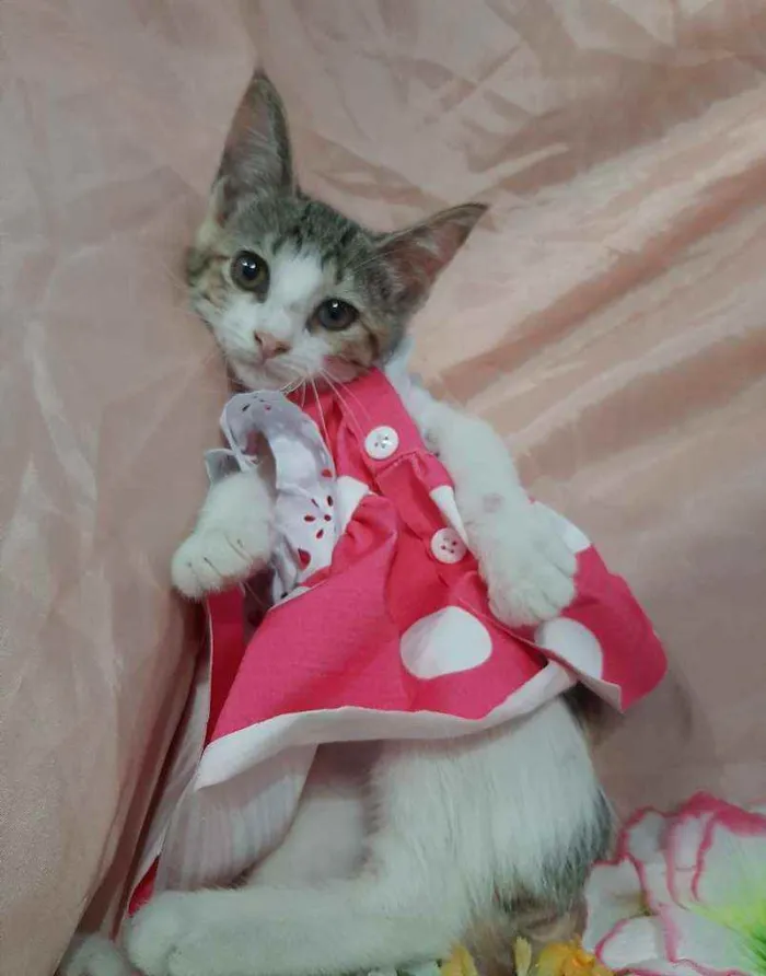 Gato ra a SEM RAÇA DEFINIDA.  idade 2 anos nome SEM NOME.