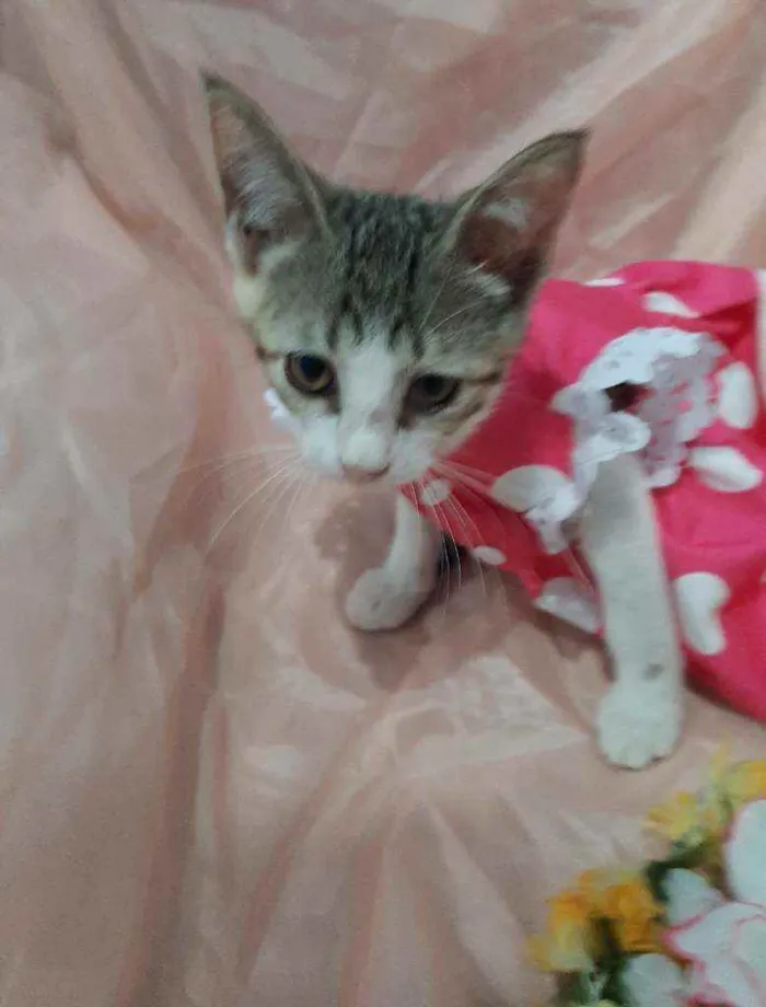 Gato ra a SEM RAÇA DEFINIDA.  idade 2 anos nome SEM NOME.
