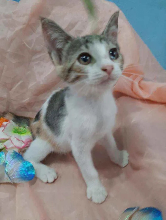Gato ra a SEM RAÇA DEFINIDA.  idade 2 anos nome SEM NOME.