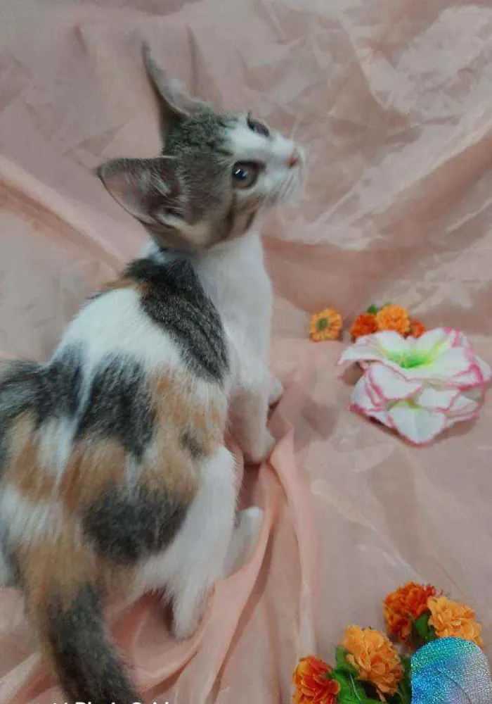 Gato ra a SEM RAÇA DEFINIDA.  idade 2 anos nome SEM NOME.
