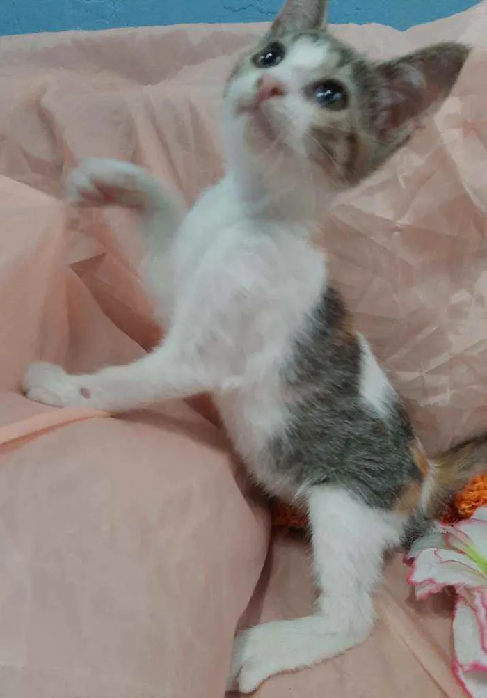 Gato ra a SEM RAÇA DEFINIDA.  idade 2 anos nome SEM NOME.