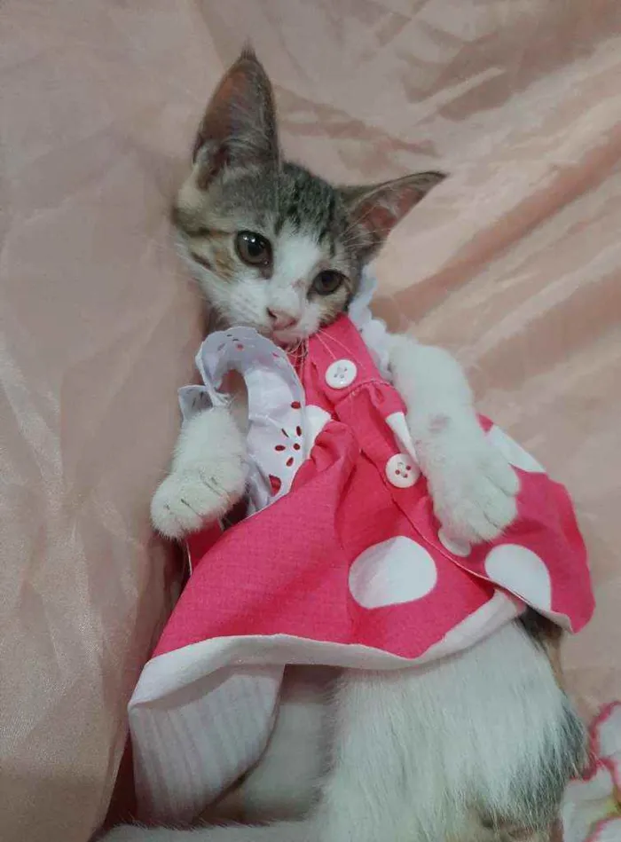Gato ra a SEM RAÇA DEFINIDA.  idade 2 anos nome SEM NOME.