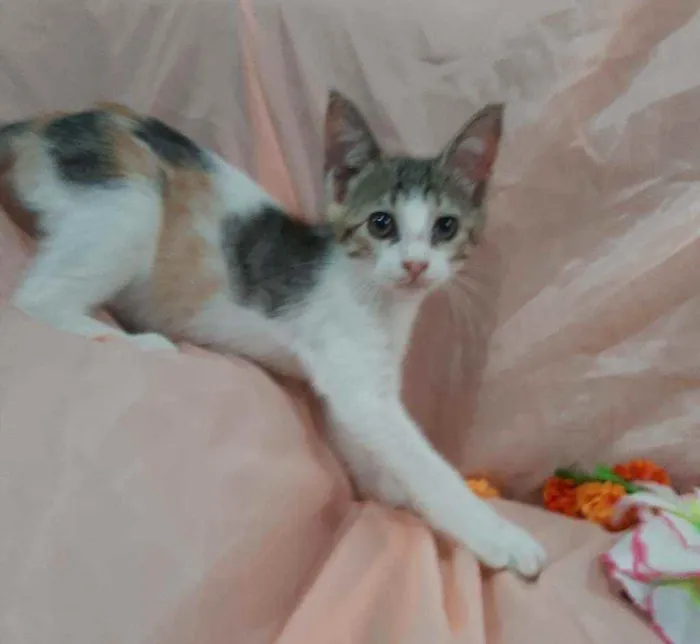 Gato ra a SEM RAÇA DEFINIDA.  idade 2 anos nome SEM NOME.
