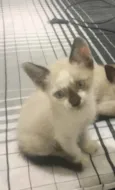 Gato raça  idade Abaixo de 2 meses nome Zach 