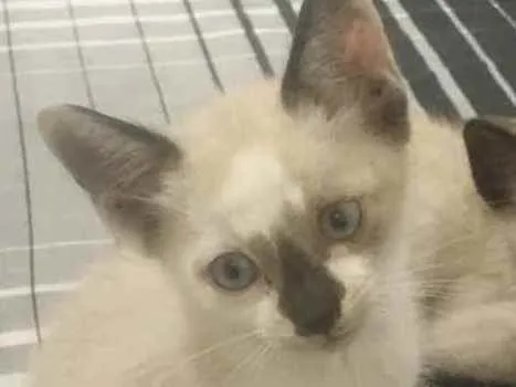 Gato raça  idade Abaixo de 2 meses nome Zach 