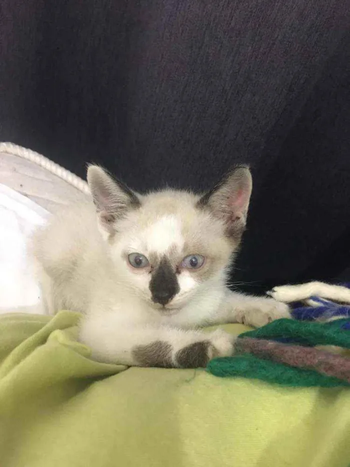 Gato raça  idade Abaixo de 2 meses nome Zach 