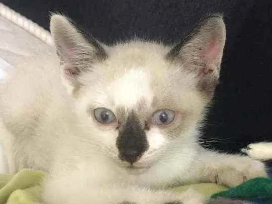 Gato raça  idade Abaixo de 2 meses nome Zach 