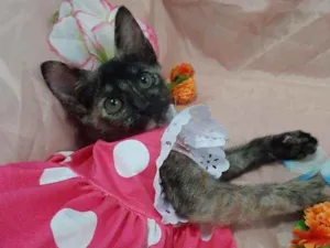 Gato raça SEM RAÇA DEFINIDA.  idade 2 anos nome SEM NOME.