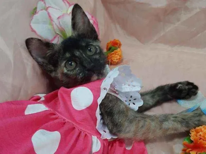 Gato ra a SEM RAÇA DEFINIDA.  idade 2 anos nome SEM NOME.