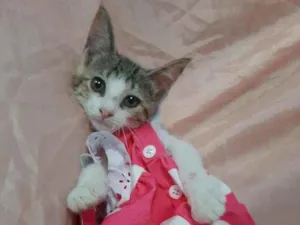 Gato raça SEM RAÇA DEFINIDA.  idade 2 anos nome SEM NOME.