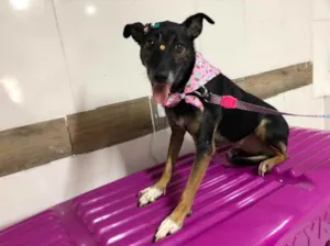 Cachorro raça Srd  idade 5 anos nome Açucena 