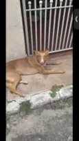 Cachorro raça Indefinido  idade 2 anos nome Paçoca 